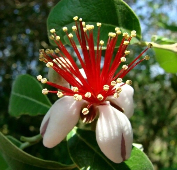 Samen der Feijoa Acca sellowiana, 30 Stück, Sellow-Feigenbaum mit grünen Früchten und cremigem Fruchtfleisch, Obststrauch für den Garten oder den Topf