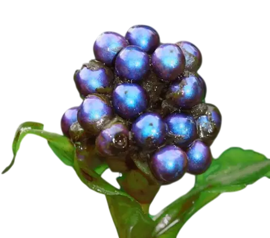 Samen der Pflanze Pollia condensata 40 Stück Zierstaude mit metallisch blauen glänzenden Früchten Für das Beet sowie für das Gewächshaus und Töpfe 1