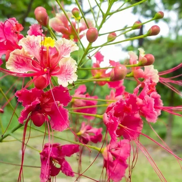 Samen der rosa Cézalpinie Caesalpinia pulcherrima 10 Stk tropischer Strauch mit auffälligen rosa Blüten für Aussaat und Topf-Hausanbau