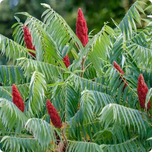 Samen der Sumach Rhus typhina 100 Stück Zierstrauch mit roten behaarten Früchten und langen gefiederten Blättern Für den Garten und das Gewächshaus