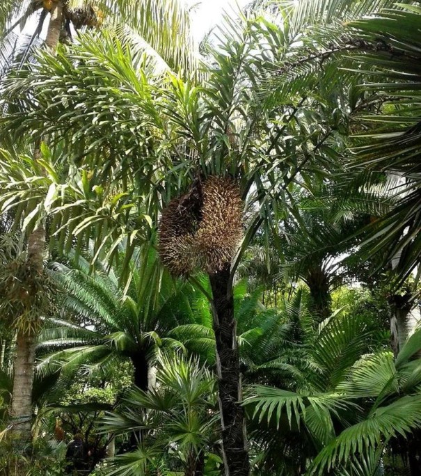 Samen der Wallichia disticha 5 Stück Tropische Palme mit gefiederten grünen Blättern in einer Ebene Für den Anbau und in einem Topf auf der Terrasse