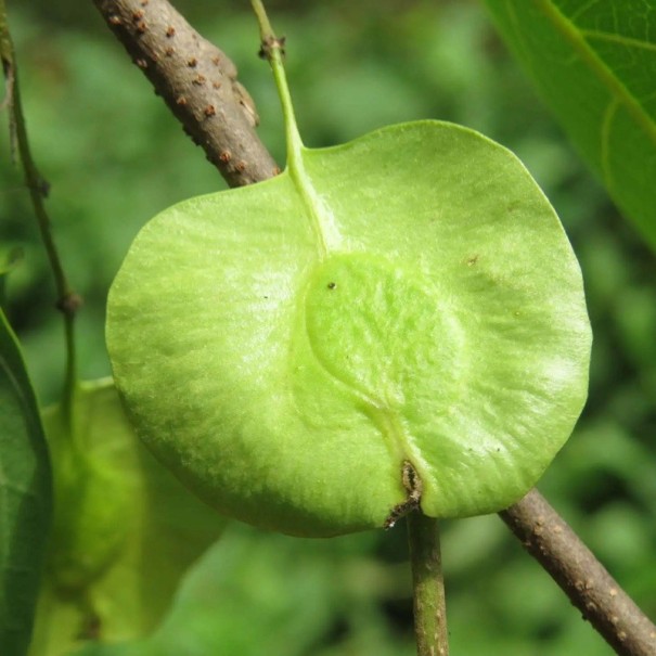 Samen des Holoptelea Integrifolia Holoptelea Celolistá 5 Stk Grüne Flügel Früchte Grüne Blätter Zierbaum Für Topf Und Garten