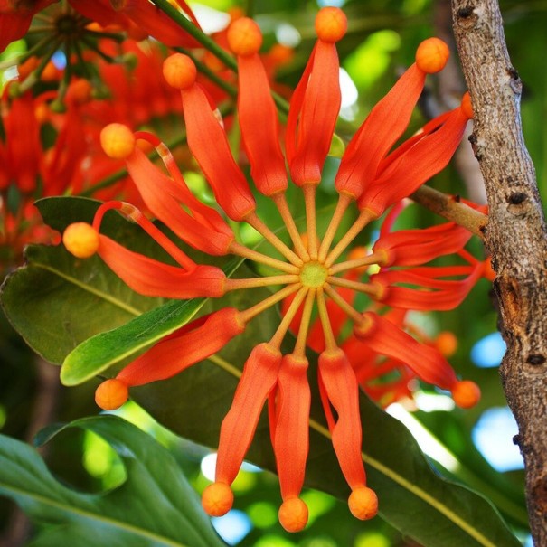Samen des Stenocarpus sinuatus Firewheel Tree 10 Stk. Zierbaum mit rot-orangefarbenen, radförmigen Blüten Zum Anbauen und für die Sammlung 1
