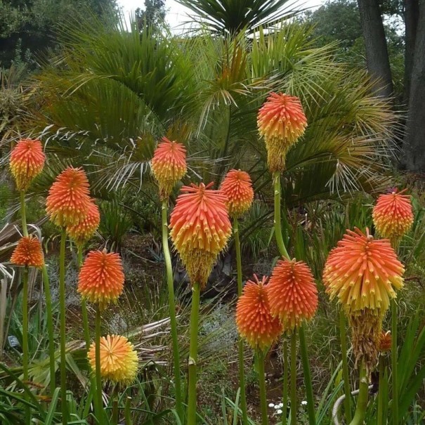 Samen Kniphofia Rooperi Kleopatras Nadel 10 Stück Orange und Gelbe Blüten Staude Für Garten Steingarten und Topf Anbau Aus Samen