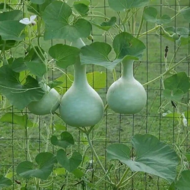Samen Lagenaria Siceraria Flaschenkürbis 5 Stk Grüne Flaschenfrüchte Kletterpflanze Für Garten Pergola Und Zaun