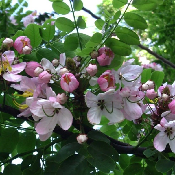 Samen von Cassia javanica subsp. agnes 10 Stück tropischer Zierbaum rosa-weiße Blüten für den Anbau im Garten und im Topf exotisches Holz