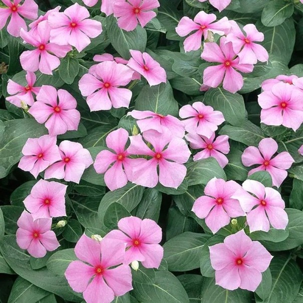 Samen von Catharanthus roseus, Rosafarbener Madagascar-Immergrün, 20 Stück, Zierpflanze mit rosa Blüten für den Anbau im Garten und im Topf