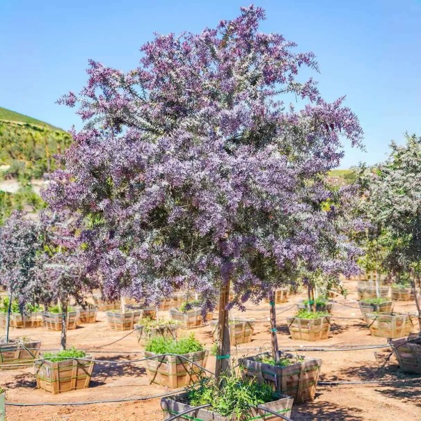 Semena Acacia baileyana Purpurea, 5 ks, akácie Baileyova s purpurově fialovým olistěním, okrasný strom pro zahradu, terasu a sběratele 1