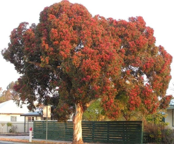 Semena Blahovičníku Eucalyptus Leucoxylon Megalocarpa 50 ks Růžovočervené Květy Zelené Listy Okrasný Strom Pro Pěstování Na Zahradu 1