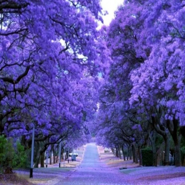 Semena Jacaranda Mimosifolia Jakaranda Nádherná 1000 ks Fialové Květy Okrasný Strom Pro Zahradu I Velký Květináč Pro Školky A Velkochovy 1