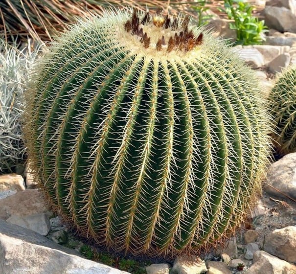 Semena Kaktusu Echinocactus Grusonii Zlatá Koule 50 ks Zelený Kaktus Se Zlatými Ostny Tchýnino Sedátko Pro Pěstování Doma I Na Zahradu 1