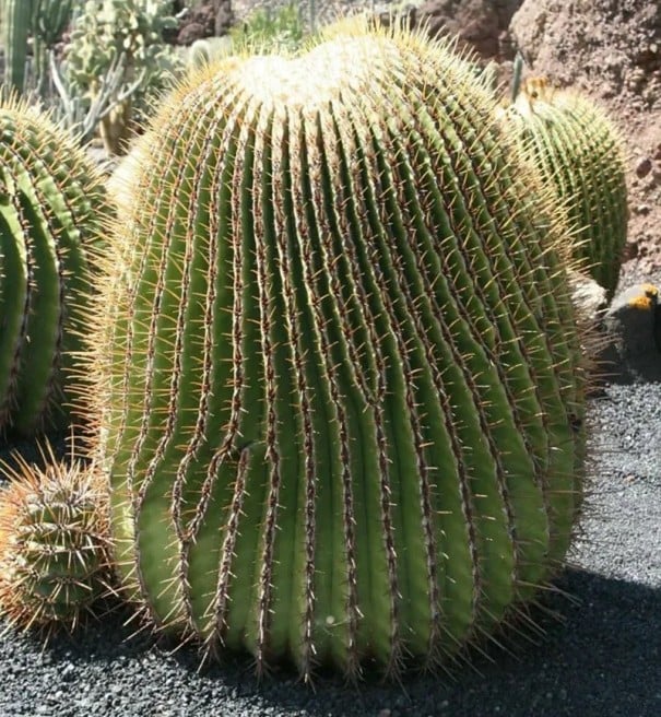 Semena Kaktusu Echinocactus Platyacanthus Obří Soudkovitý Kaktus 5 ks Zelený Kaktus Se Žlutými Ostny Pro Pěstování Doma I Na Zahradu 1