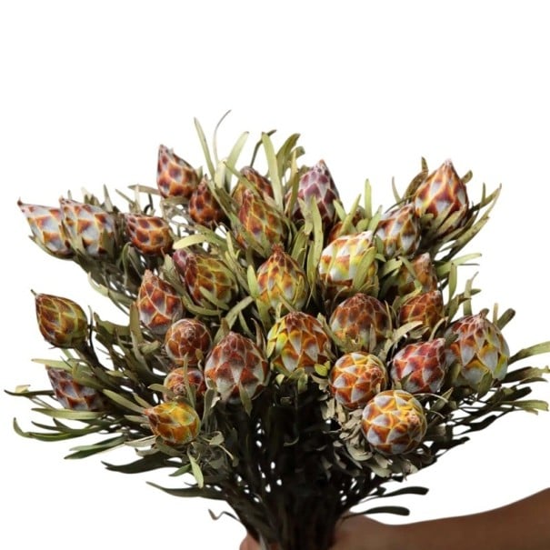 Semena Leucadendron rubrum 5 ks Červenohnědé šiškovité hlávky Šedozelené úzké listy Okrasný keř Na zahradu a venkovní výsadbu 1
