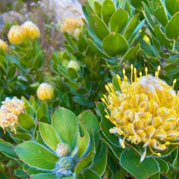 Semena Leucospermum conocarpodendron 5 ks Oranžovožlté guľovité kvety pripomínajúce ihličku Okrasný ker Na záhradu a vonkajšie výsadby