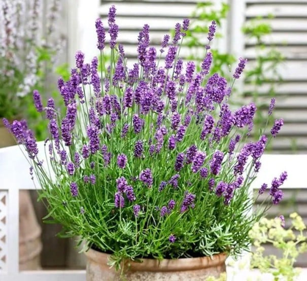 Semena levandule lekárskej, balenie cca 220 ks, Lavandula angustifolia vytrvalá bylina pre záhradu, skalku a bylinkovú výsadbu