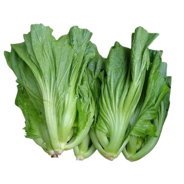 Semena listové hořčice Brassica juncea 200 ks ostrá kuchyňská zelenina se zelenými dužnatými listy pro výsev na záhony i do skleníku 1