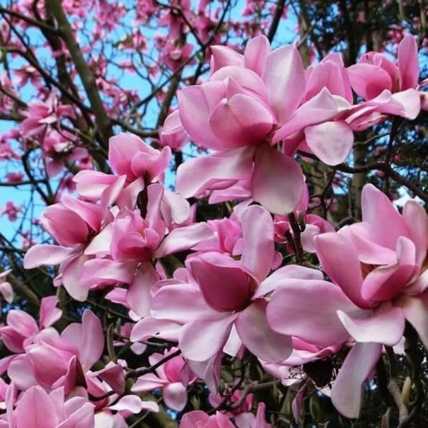 Semena magnólie Campbellovej Magnolia campbellii 5 ks Veľké ružové kvety na holých vetvách Okrasný kvitnúci strom Do záhrad i parkov