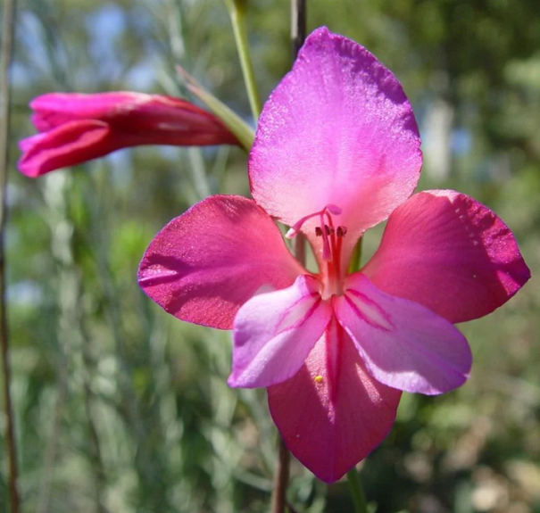 Semená Mečíka ilyrského 25 ks Semienka Gladiolus illyricus Jednoduché pestovanie 1
