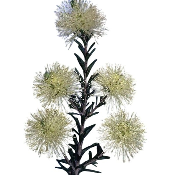 Semena Melaleuca pustulata 10 ks Krémovožlté kartáčovité kvety a ihlicovité listy Exotický ker Do skleníka aj zimnej záhrady