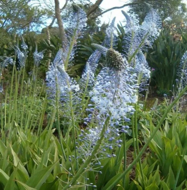 Semena Merwilla plumbea 20 ks Bohaté kvetenstvo drobných modrofialových hviezdicovitých kvetov Exotická cibulovina Do nádob aj skleníka