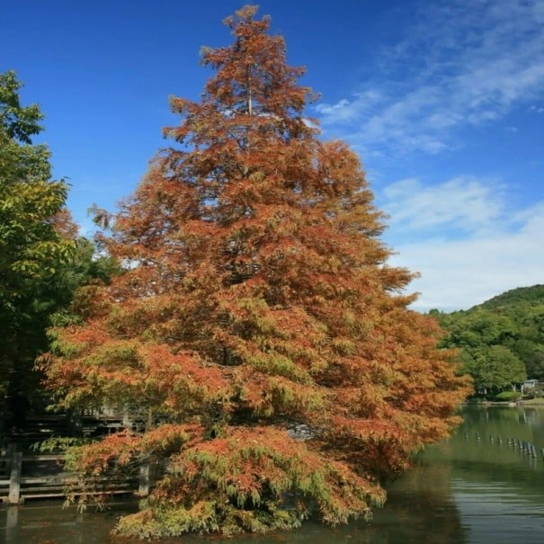 Semena metasekvoje čínskej Metasequoia glyptostroboides 100 ks Opadavý ihličnan s oranžovohnedým jesenným ihličím Do záhrad i parkov