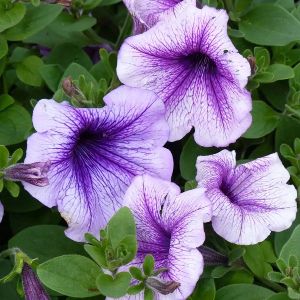 Semena nízké žilkované petunie Mix, balení cca 800 ks, Petunia multiflora F2 hybrid pro balkonové truhlíky a terasy 1