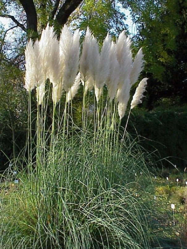 Semena okrasné trávy Pampová tráva bílá Kortaderie dvoudomá Cortaderia Selloana semínka 10 ks Snadné pěstování venku 1