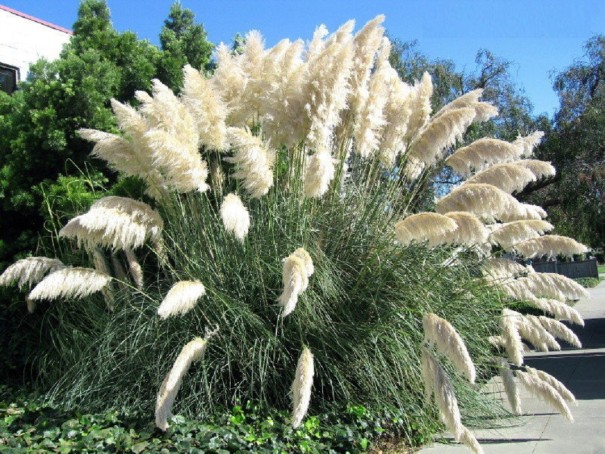 Semena okrasné trávy Pampová tráva Kortaderie dvoudomá semínka 500 ks Snadné pěstování venku 1