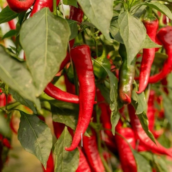 Semena pálivé chilli papriky Gutera, balení cca 85 ks, štíhlé červené plody pro pěstování ve skleníku, na balkoně i v zahradě 1