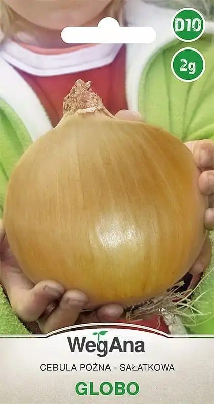 Semena pozdní salátové cibule Globo, balení cca 600 ks, obří odrůda s velkými kulovitými cibulemi pro zahradní pěstování 1