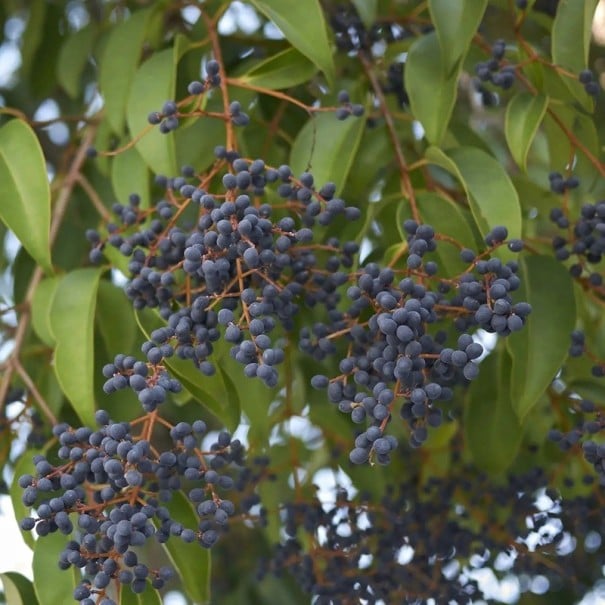 Semena ptačieho zobu japonského Ligustrum japonicum 25 ks Okrasný ker s modrofialovými bobuľami Na živé ploty aj do záhrady