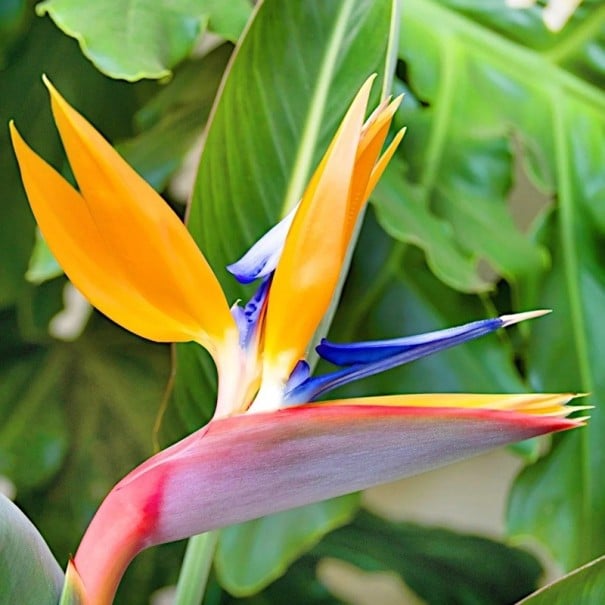 Semena strelície královské Bird of Paradise, balení 5 ks, oranžovo-modrý exotický květ pro pěstování pokojové rostliny 1