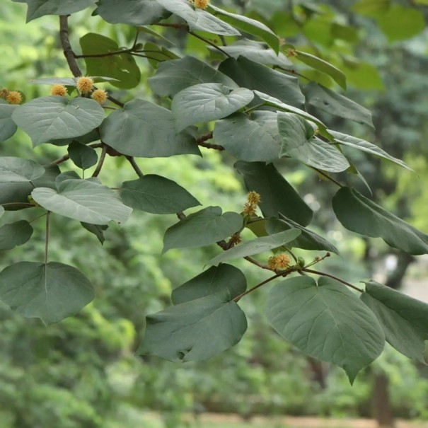 Semena Stromu Haldina Cordifolia Haldina Srdčitolistá 100 ks Krémové Kulovité Květy Zelené Listy Okrasný Strom Pro Nádobu I Na Zahradu 1