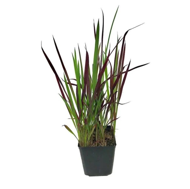 Semena Trávy Imperata Cylindrica Imperata Válcovitá 100 ks Červenozelené Listy Okrasná Tráva Pro Výsadbu Na Zahradu I Do Nádoby 1