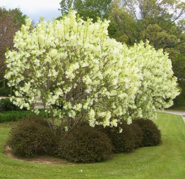 Semena zimolezu najvoňavejšieho Lonicera fragrantissima 20 ks Bohato kvitnúci ker s vonnými krémovo bielymi kvetmi Na záhradu aj živé ploty