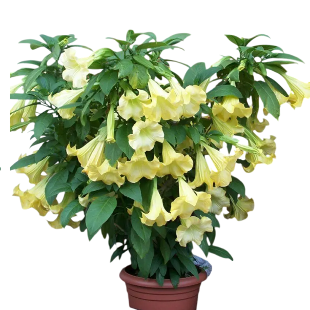 Semena žluté vonné brugmansie Brugmansia suaveolens 15 ks brazilský kvetoucí keř se žlutými trubkami pro výsev a domácí pěstování 1