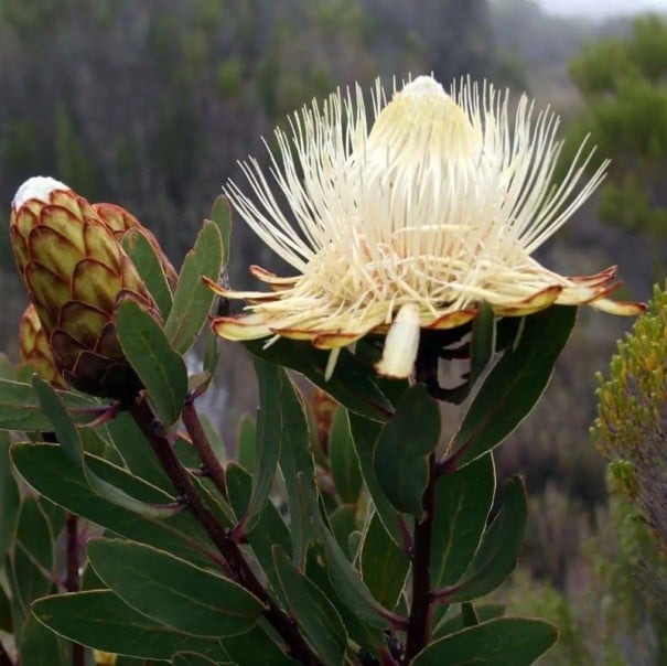 Semences de protea Protea caffra subsp. kilimandscharica 5 pcs Arbuste ornemental avec des fleurs crème en forme de coupe À cultiver aussi bien en serre 1