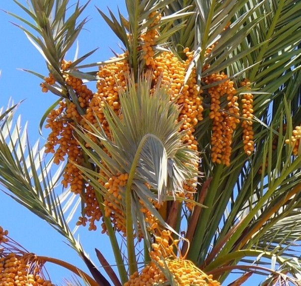 Semi di dattero Phoenix dactylifera 5 pz Palma con datteri dolci e foglie pennate Da vaso e serra 1