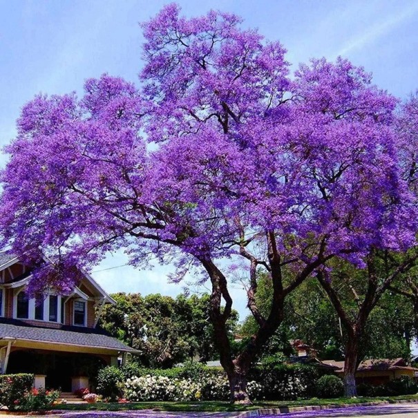 Semi di paulovnia Paulownia elongata 100 pz Albero ornamentale a crescita rapida con fiori tubolari viola Per il giardino e come esemplare singolo 1