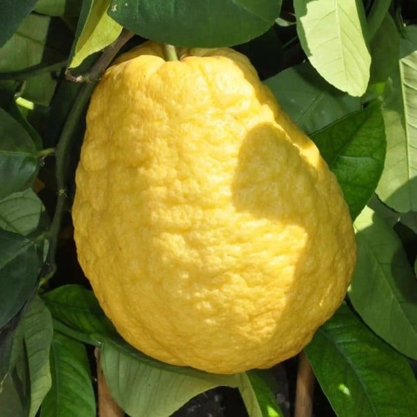 Semienka cedrát Citrus medica 5 ks pôvodný druh citrusov so žltými aromatickými plodmi na pestovanie doma na terase alebo v zimnej záhrade