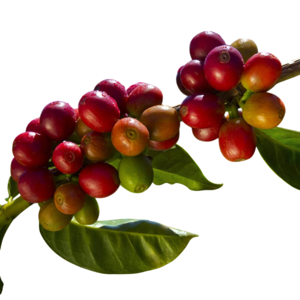 Semienka kávovníka arabského Coffea arabica Obatã 5 ks brazilská kávová odroda na pestovanie doma v izbe alebo zimnej záhrade