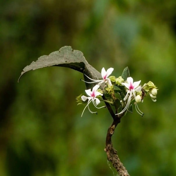 Semienka klerodendron Clerodendrum infortunatum 5 ks tropický ker s bielymi hviezdicovitými kvetmi na pestovanie v skleníku a zimnej záhrade