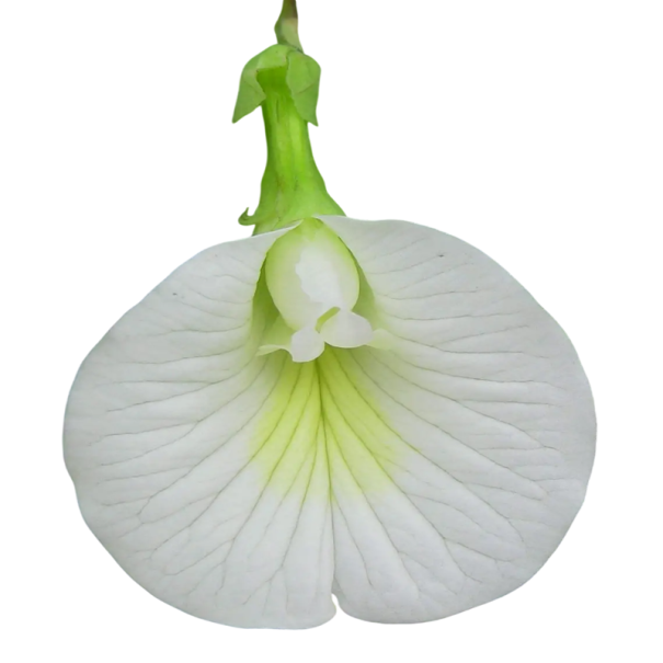 Semienka klitorie ternatskej bělokvetnej Clitoria ternatea albiflora 5 ks tropická popínavá rastlina s bielymi kvetmi pre pergolu i zimnú záhradu