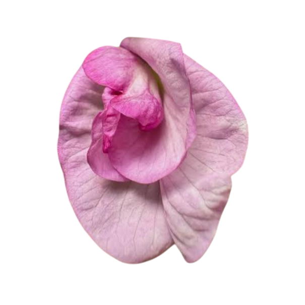 Semienka klitorie ternatskej Clitoria ternatea Double Pink 5 ks popínavá rastlina s plnokvetými ružovými kvetmi do záhrady aj pergoly