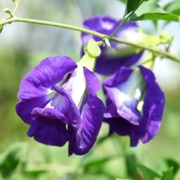 Semienka klitorie ternatskej plnokveté Clitoria ternatea pleniflora 10 ks popínavá rastlina s plnokvetými modrými kvetmi do bytu