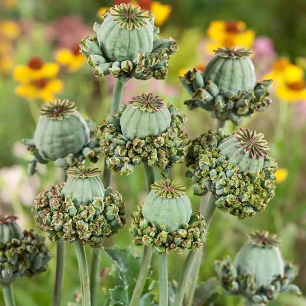 Semienka maku setého Papaver somniferum Hens and Chicks 550 ks Okrasná odroda s neobvyklými makovicami Na záhon aj do suchej väzby