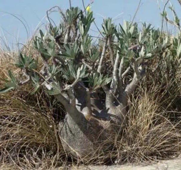 Semienka Pachypodium rosulatum 5 ks Kaudexný sukulent so ztlustlým kmeňom a žltými kvetmi Do kvetináča aj zbierky sukulentov a bonsají