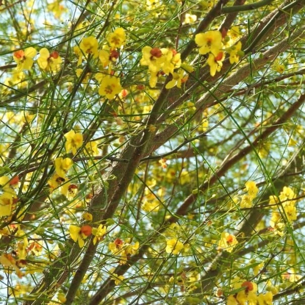 Semienka Parkinsonia aculeata 20 ks Trnitý okrasný strom so žltými kvetmi a zelenými vetvami Do skleníka aj zimnej záhrady aj kvetináčov