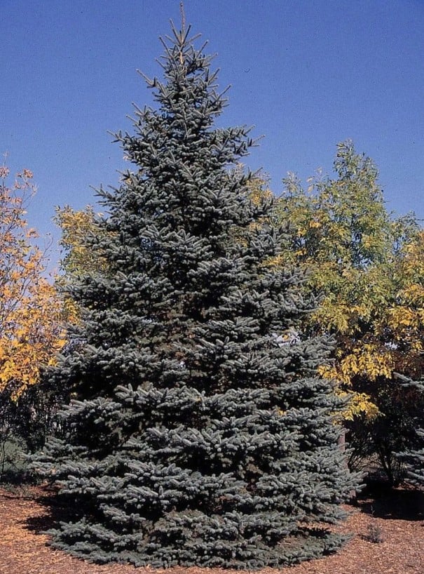 Semillas de abeto azul Picea pungens 50 uds Árbol con agujas azul plateadas Para el jardín y como árbol de Navidad 1