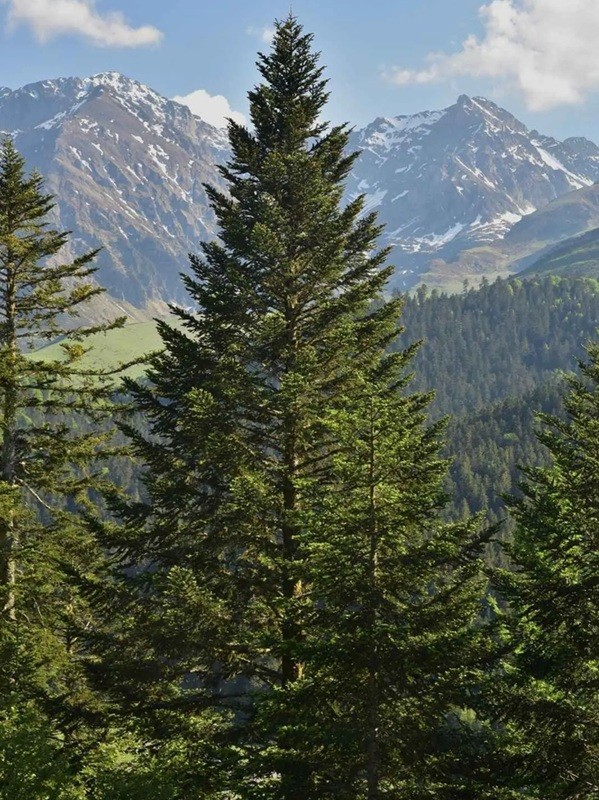 Semillas de abeto plateado Abies alba, 10 uds, árbol de coníferas, agujas verdes, plantación en jardín y en el bosque 1